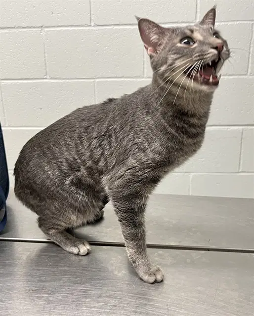 Casper - Domestic Short Hair