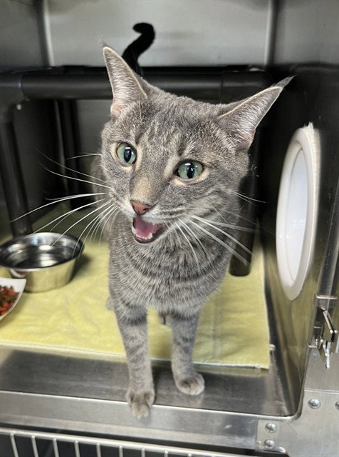 CASPER, a cat for adoption from Augusta Animal Services