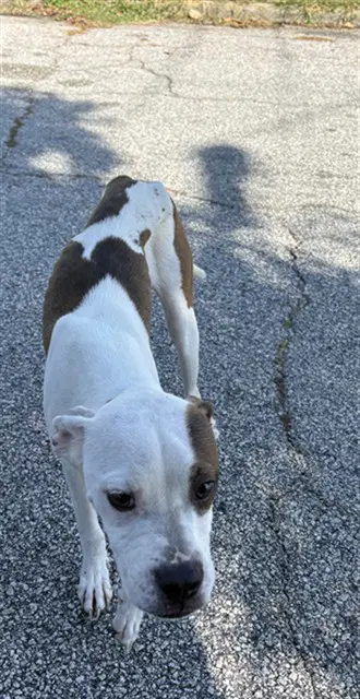 Midge - Pit Bull Terrier