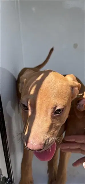 Lizzie - Pit Bull Terrier