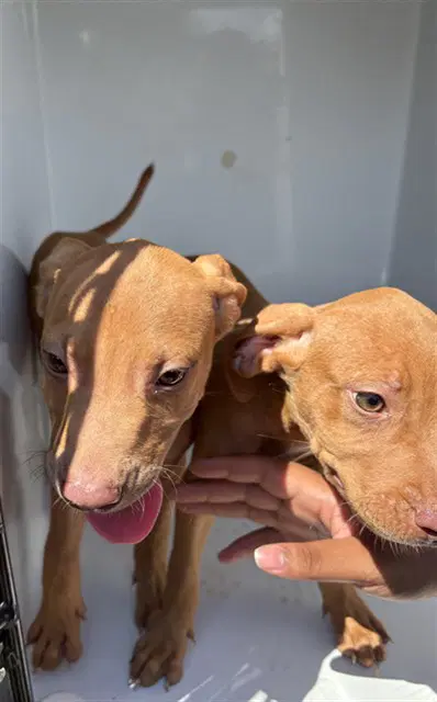Miranda - Pit Bull Terrier