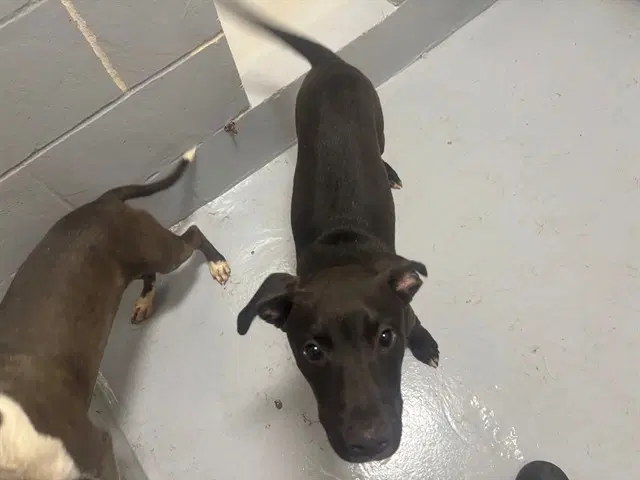 Ken - Pit Bull Terrier