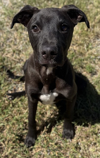 KEN, a dog for adoption from Augusta Animal Services