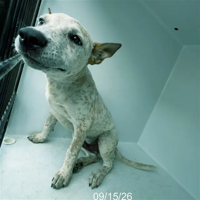 Allen - Australian Cattle Dog/Blue Heeler