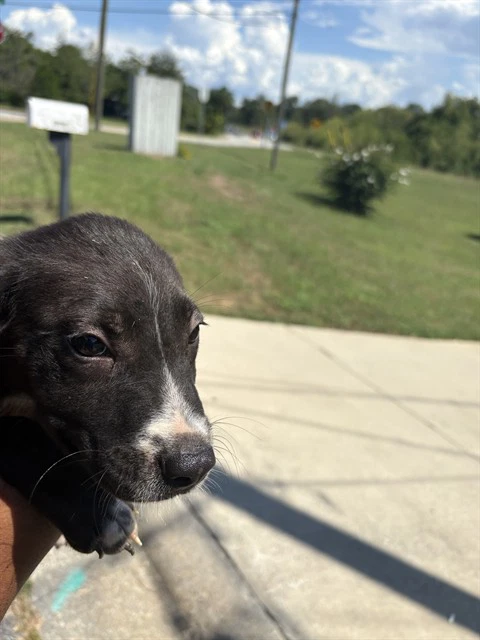 Gordo