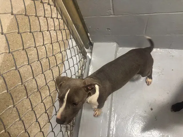 Barbie - Pit Bull Terrier