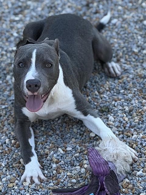BARBIE, a dog for adoption from Augusta Animal Services