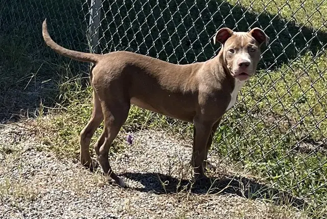 Beckett - Pit Bull Terrier