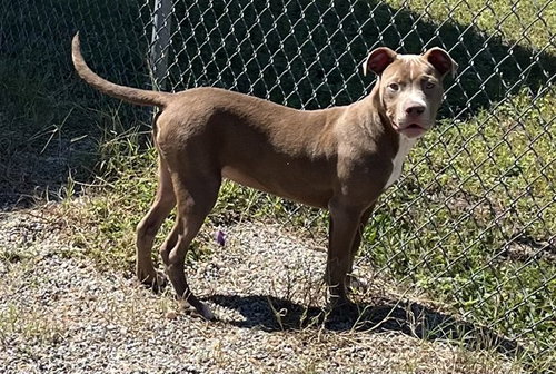 BECKETT, a dog for adoption from Augusta Animal Services