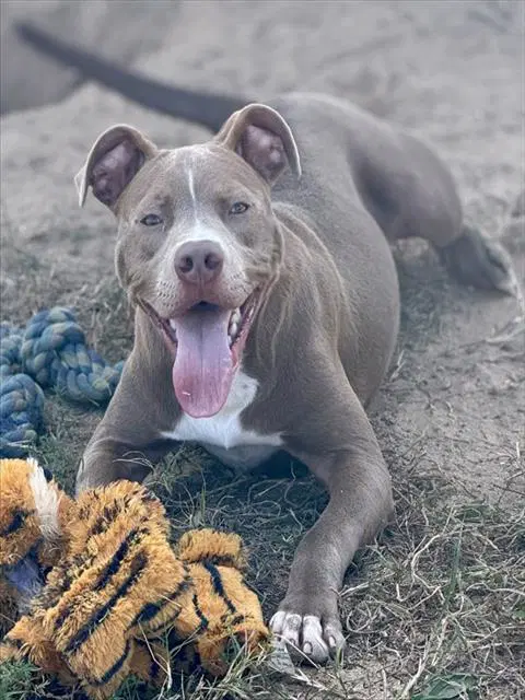 Beckett - Pit Bull Terrier
