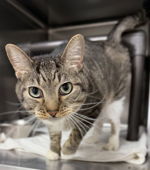 NUGGET, a cat for adoption from Augusta Animal Services