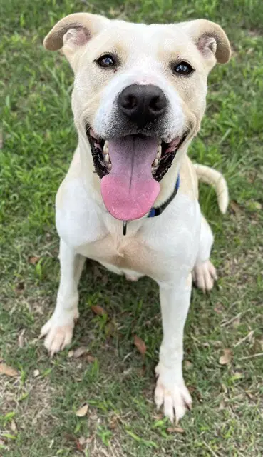 Hawkeye - Pit Bull Terrier