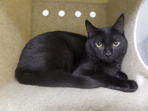 MOE, a cat for adoption from Augusta Animal Services