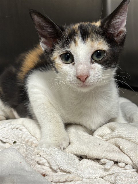 Sundae, Domestic Short Hair