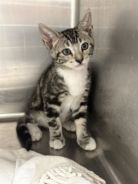 Toffee, Domestic Short Hair