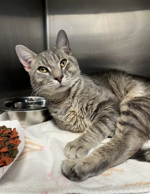 Jack, Domestic Short Hair