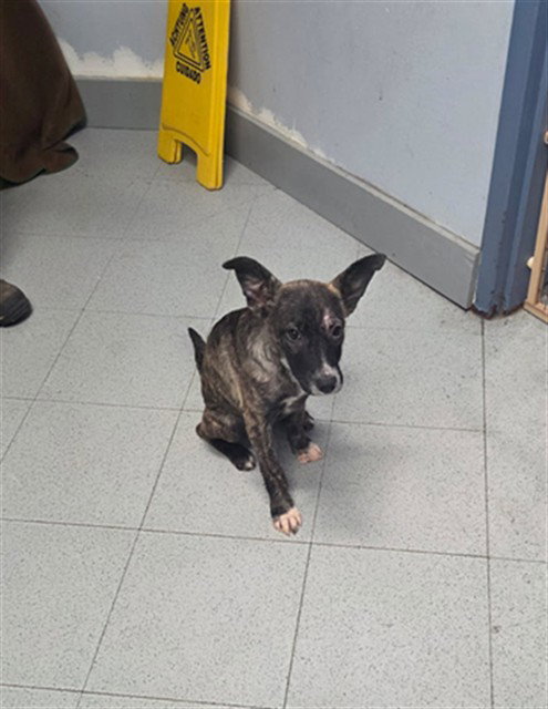 ALLISON, a dog for adoption from Augusta Animal Services