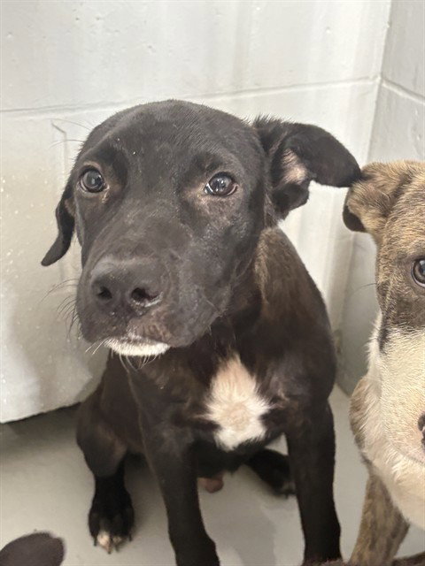 BILLY, a dog for adoption from Augusta Animal Services