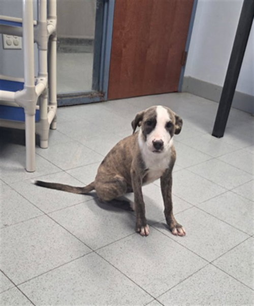 THACKERY, a dog for adoption from Augusta Animal Services
