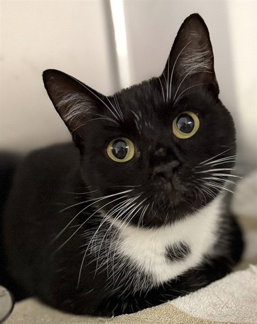 SALLY, a cat for adoption from Augusta Animal Services