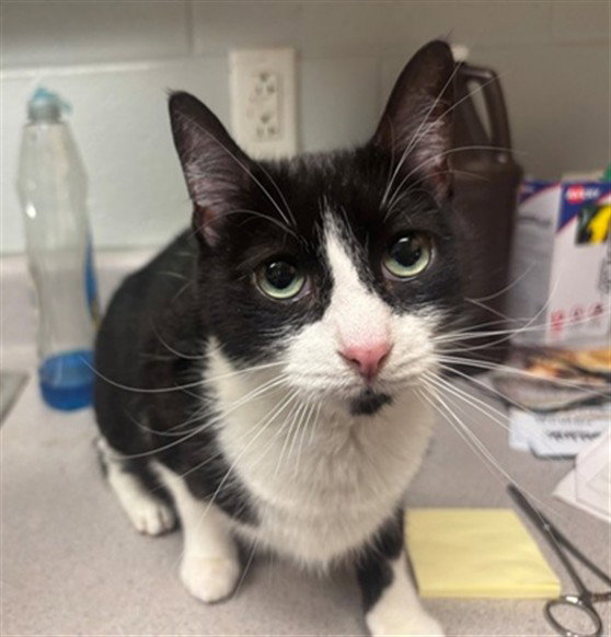 Morticia, Domestic Short Hair