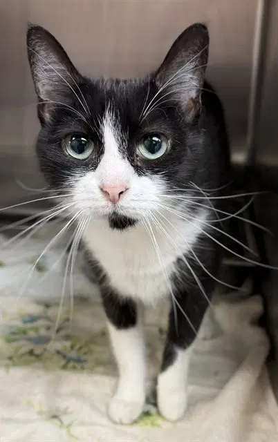 Morticia - Domestic Short Hair