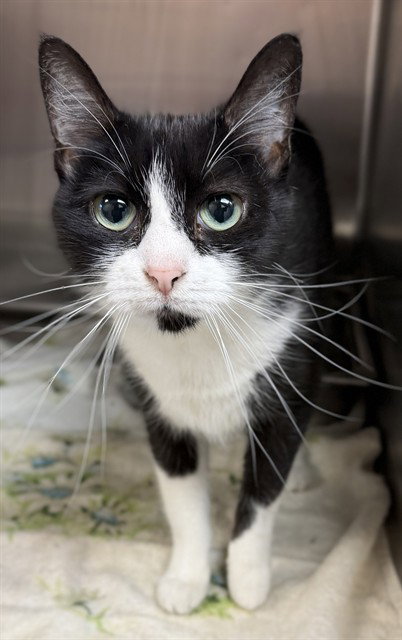 MORTICIA, a cat for adoption from Augusta Animal Services