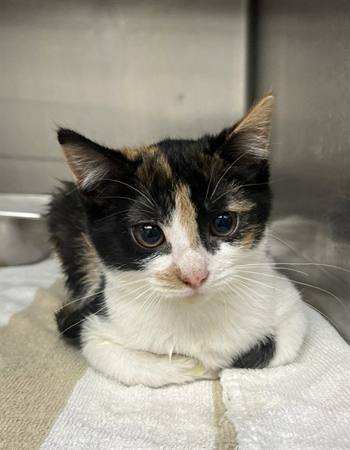 Emily, Domestic Short Hair
