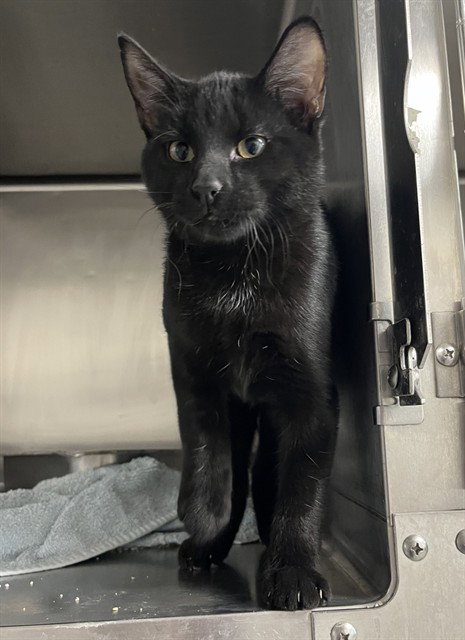 Misfit, Domestic Short Hair