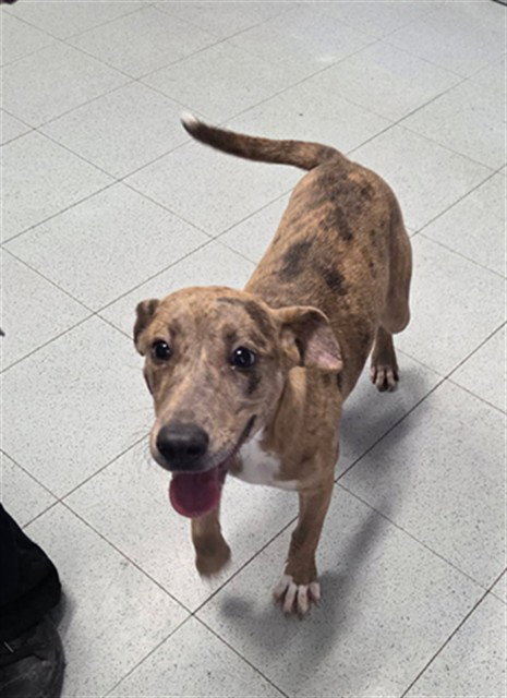 WEDNESDAY, a dog for adoption from Augusta Animal Services