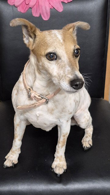 Freckles, Parson Russell Terrier
