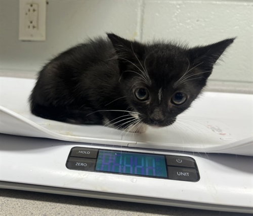 BANSHEE, a cat for adoption from Augusta Animal Services