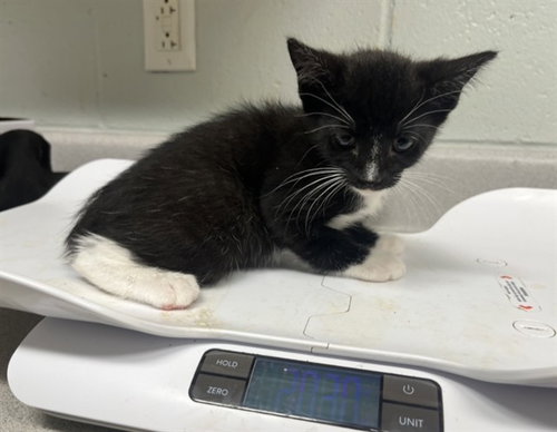 DAYAN, a cat for adoption from Augusta Animal Services
