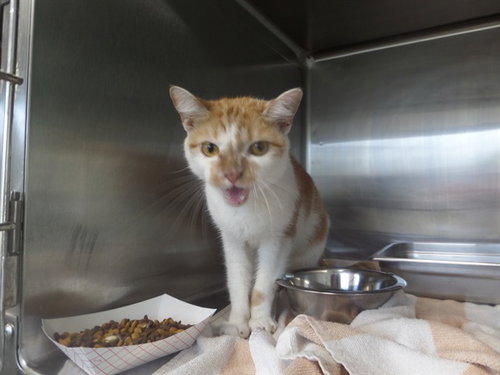 JABBERWOCKY, a cat for adoption from Augusta Animal Services