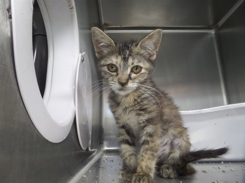 WRAITH, a cat for adoption from Augusta Animal Services