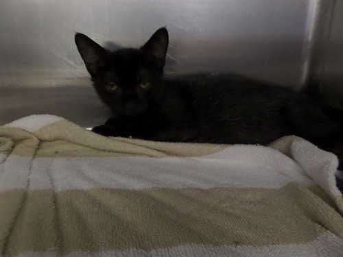 ONI, a cat for adoption from Augusta Animal Services