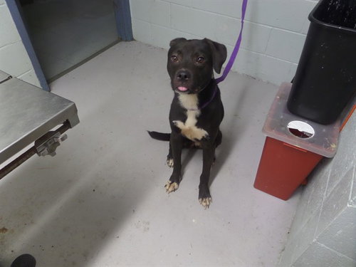BAILEY, a dog for adoption from Augusta Animal Services