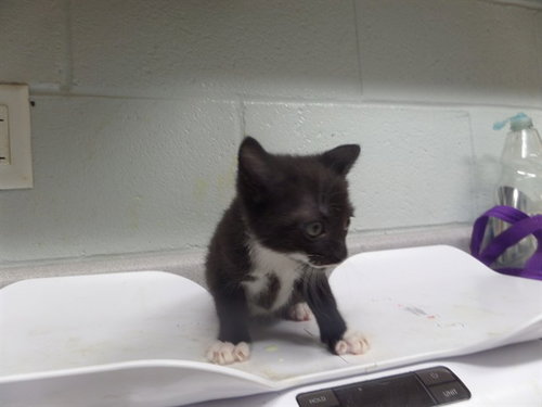 CORBEAU, a cat for adoption from Augusta Animal Services