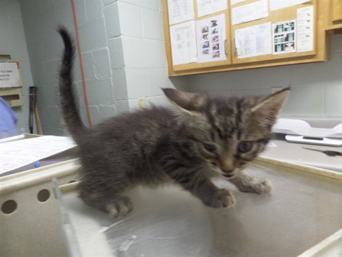 NAVEEN, a cat for adoption from Augusta Animal Services