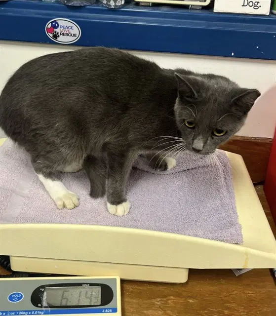 Moe - Domestic Short Hair