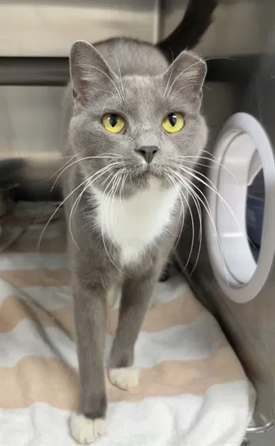Moe - Domestic Short Hair