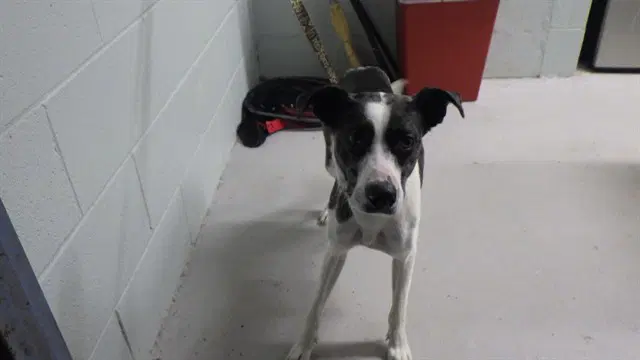 Athena - Pit Bull Terrier
