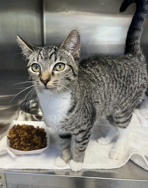 Mally - Domestic Short Hair