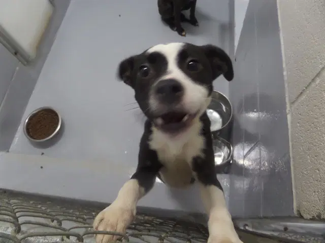 Luna - Pit Bull Terrier