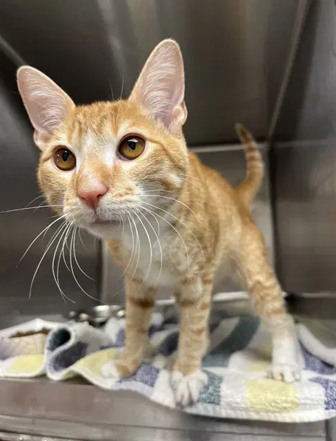 Rory - Domestic Short Hair