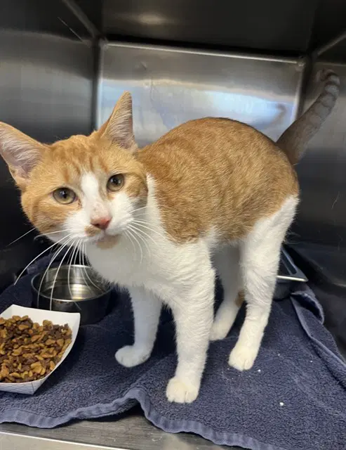 Morris - Domestic Short Hair