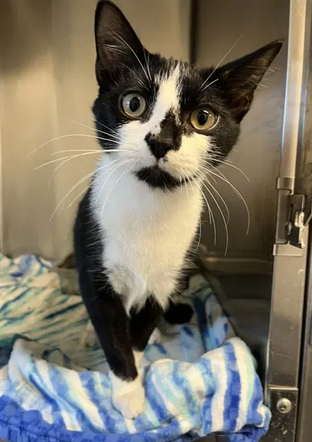 Hypatia - Domestic Short Hair