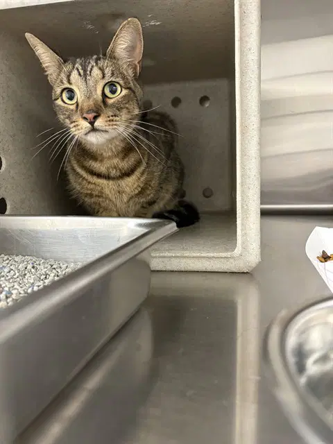 Ted - Domestic Short Hair