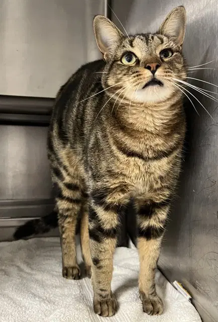 Ted - Domestic Short Hair