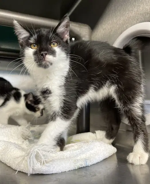 Macaroni - Domestic Short Hair
